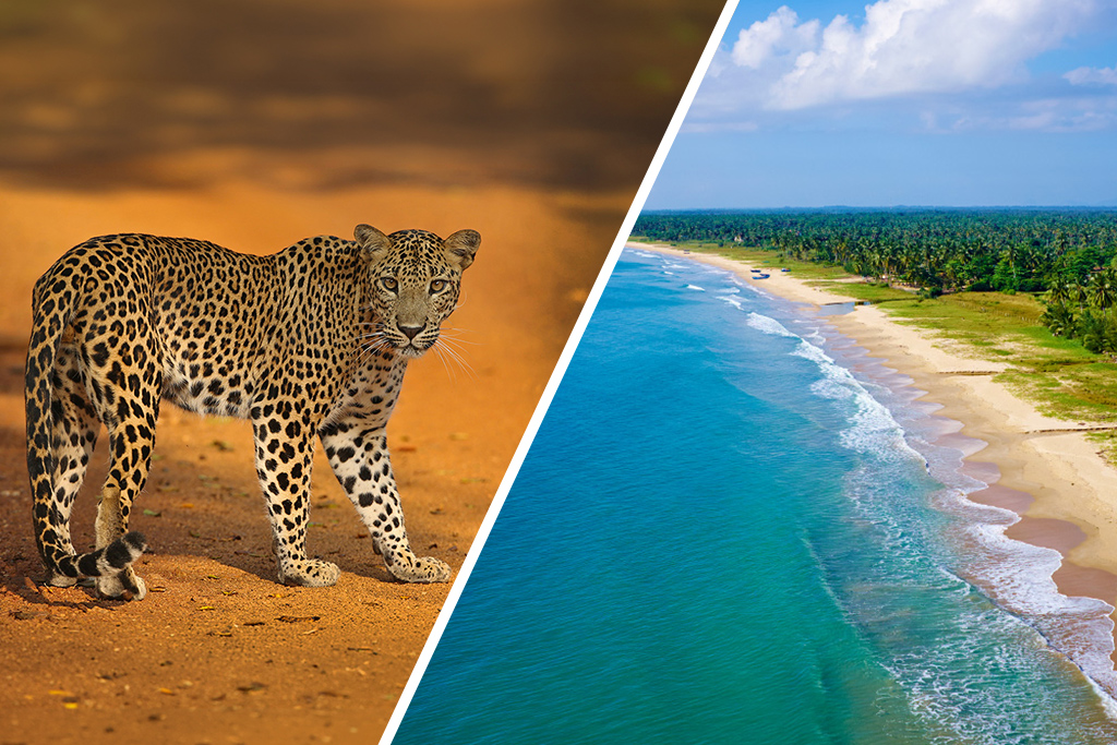 Circuit Secrets du Sri Lanka en petit groupe : culture, plages sauvages et safari 4*