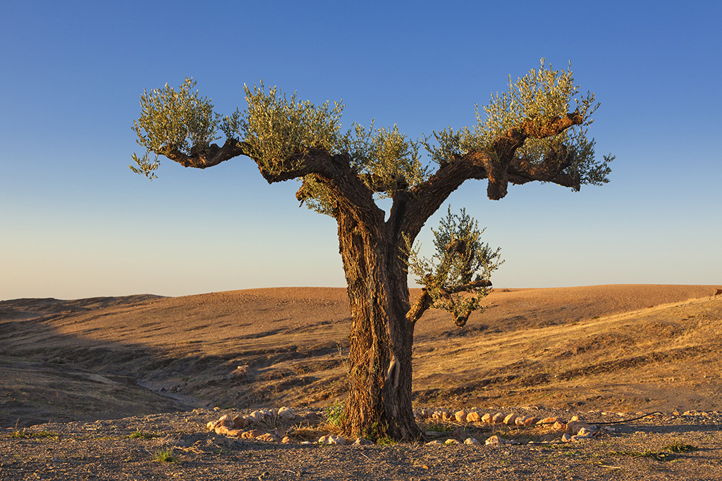 Circuit Entre Mer & Désert 3*, Circuit Maroc, Essaouira par Ôvoyages
