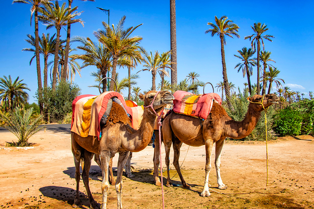 Circuit Entre Mer & Désert 3*, Circuit Maroc, Essaouira par Ôvoyages