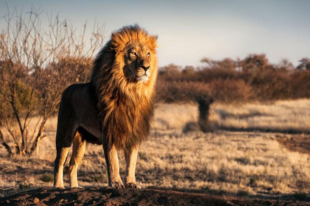 Smart club Malika Nungwi 4* + Safari 2 nuits, Séjour Tanzanie, Zanzibar par Ôvoyages