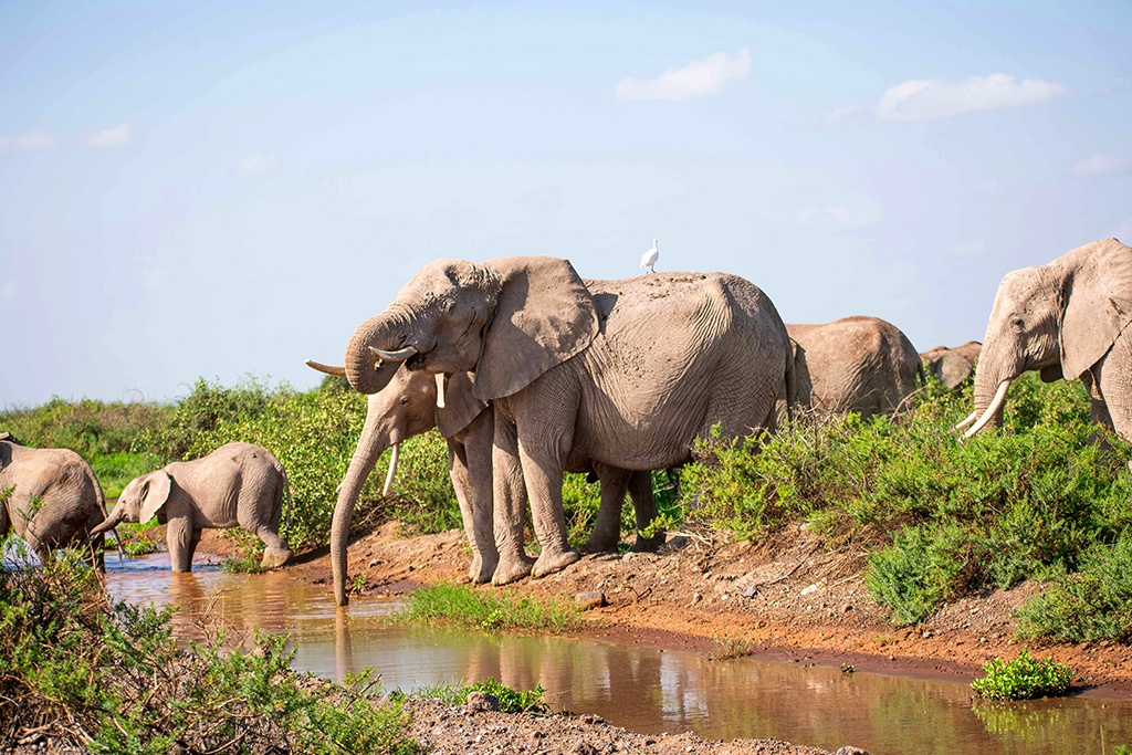 Hôtel Pinewood Beach Resort & Spa 4* Sup + Safari 3 nuits, Séjour Kenya par Ôvoyages