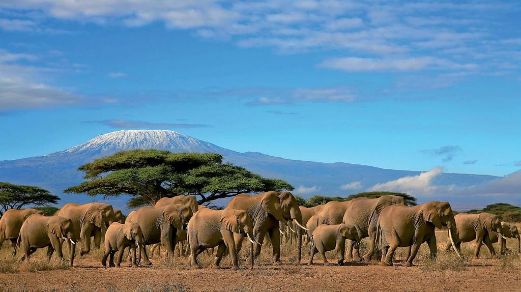 Hôtel Neptune Palm Beach Boutique Resort & Spa 4* + Safari 2 nuits, Séjour Kenya par Ôvoyages Hôtel Neptune Palm Beach Boutique Resort & Spa 4* + Safari 2 nuits, Séjour Kenya par Ôvoyages