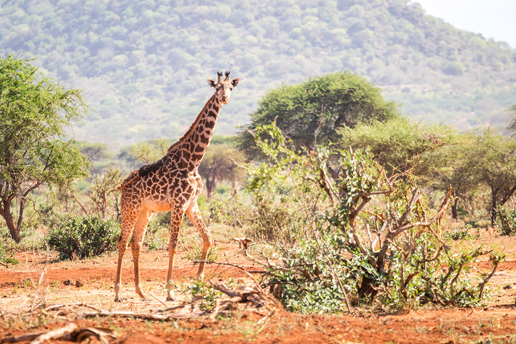 Hôtel Voyager Beach Resort 4* + Safari 2 nuits, Séjour Kenya par Ôvoyages