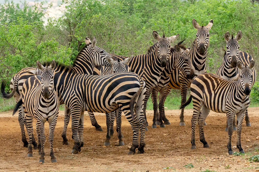 Ôcombiné - Ôclub Diamonds Malindi 5* & safari 2 nuits Tsavo, Séjour Kenya par Ôvoyages