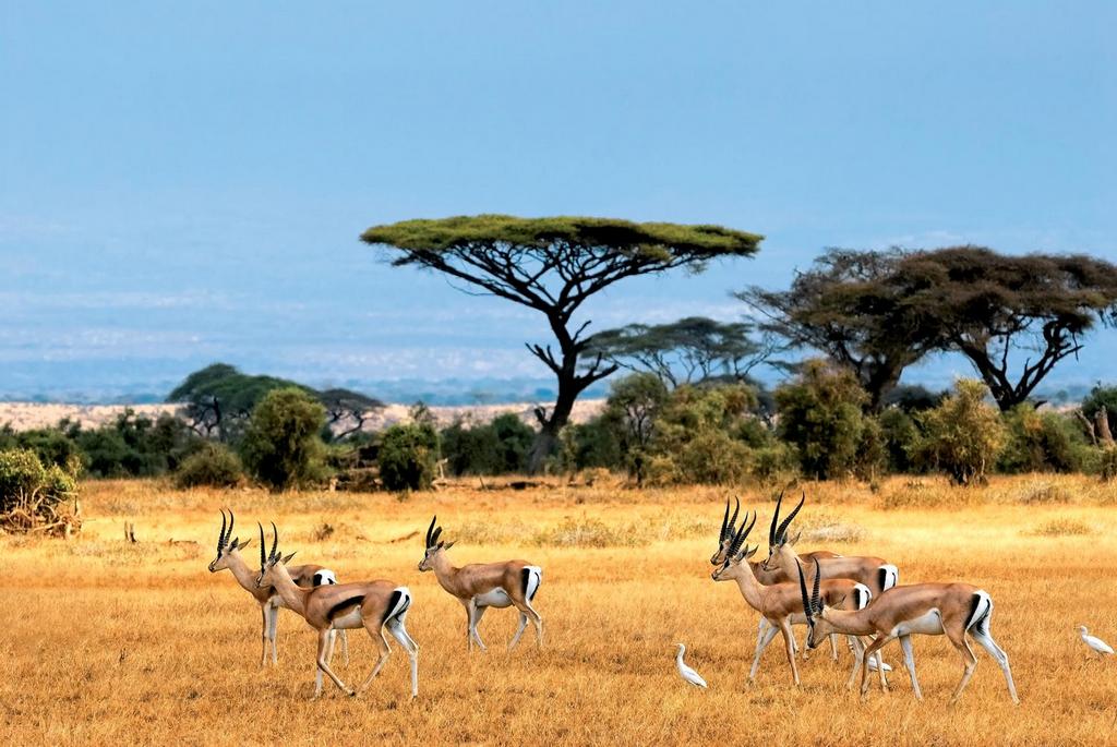Hôtel Neptune Village Beach Resort & Spa 4* + Safari 3 nuits, Séjour Kenya par Ôvoyages Hôtel Neptune Village Beach Resort & Spa 4* + Safari 3 nuits, Séjour Kenya par Ôvoyages