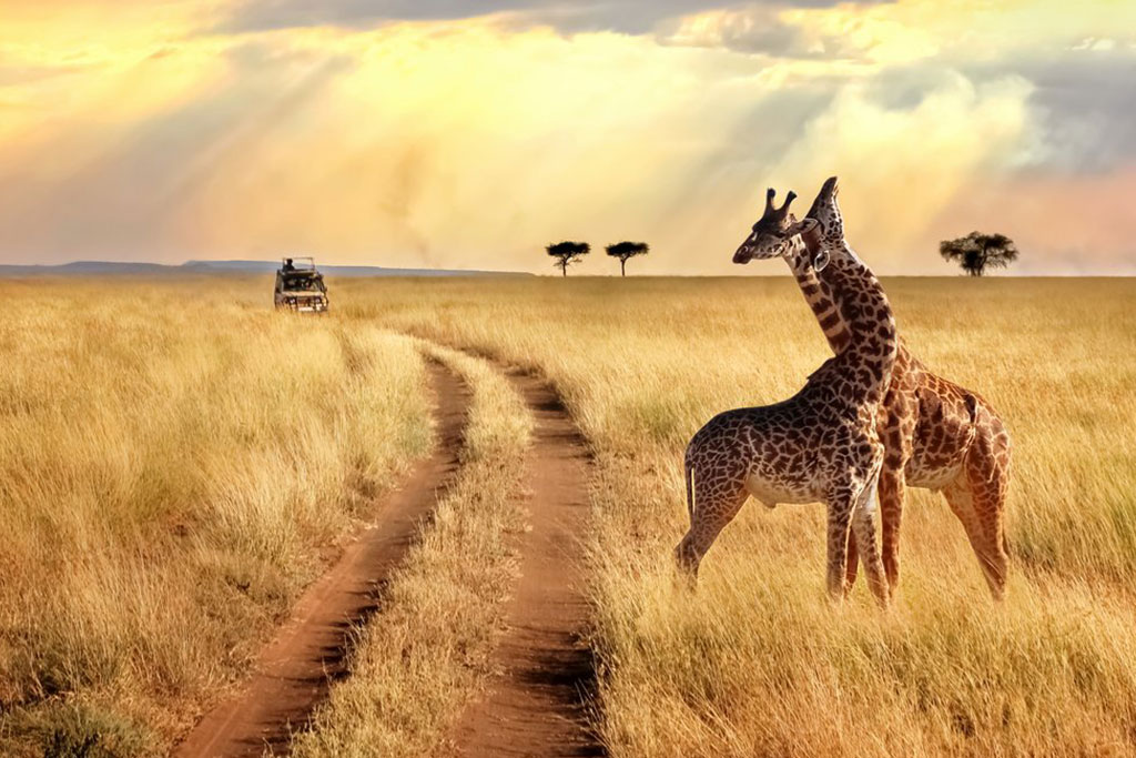 Combiné Smart club Malika Nungwi 4* + Safari 2 nuits dans la Réserve de Selous, Séjour Tanzanie, Zanzibar par Ôvoyages