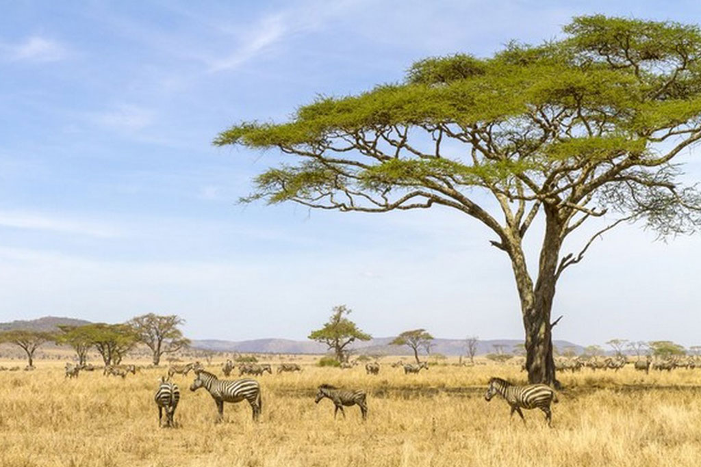 Combiné Smart club Malika Nungwi 4* + Safari 2 nuits dans la Réserve de Selous, Séjour Tanzanie, Zanzibar par Ôvoyages