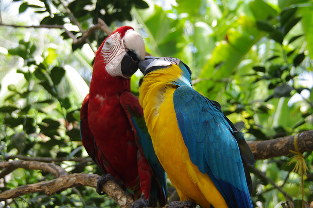 Combiné Ôclub Select Grand Sirenis Cartagena 5* & Santa Marta - Parc National de Tayrona, Combiné Colombie, Carthagène par Ôvoyages