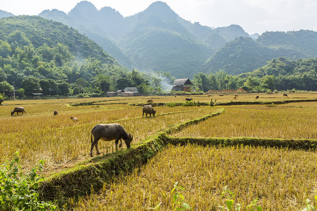 Circuit Paysages Majestueux du Nord au Sud et croisière prestige sur le mythique 14 nuits, Séjour Vietnam par Ôvoyages