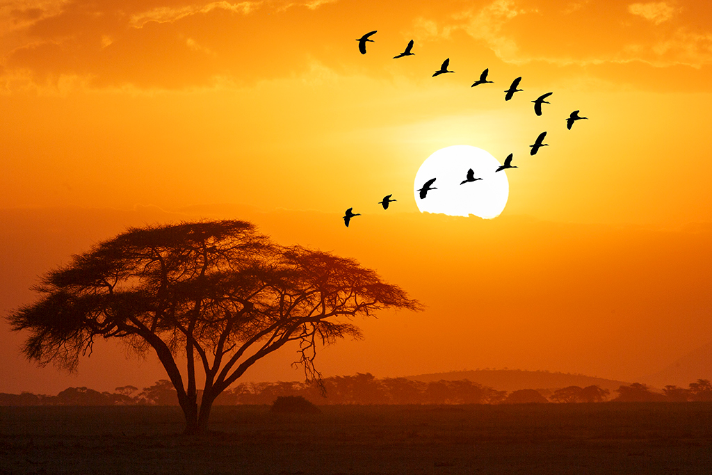 Ôcombiné - Ôclub Diamonds Malindi 5* & safari 3 nuits Tsavo, Séjour Kenya par Ôvoyages