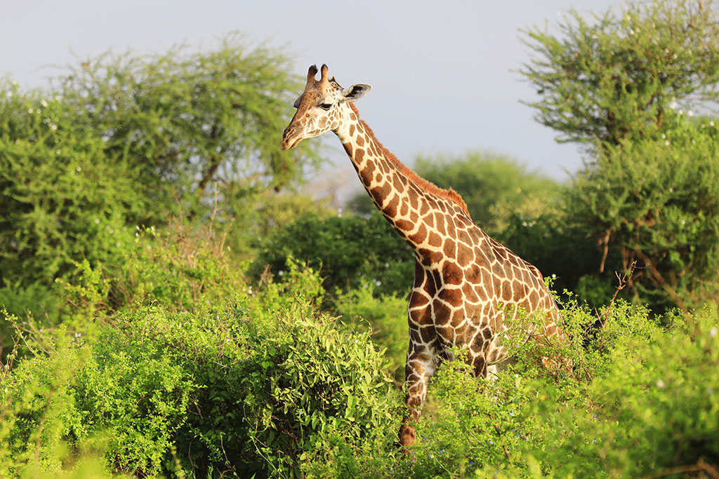 Combiné Exploreans Malaika Villas & Beach Club 3* & Safari 1 nuit dans le parc national de Tsavo Est, Séjour Kenya par Ôvoyages