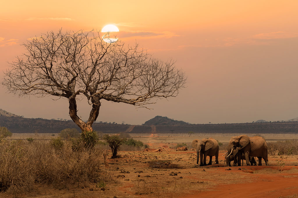 Combiné Exploreans Malaika Villas & Beach Club & Safari 2 nuits dans le parc national de Tsavo, Séjour Kenya par Ôvoyages
