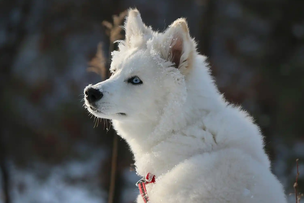 Hôtel Samperin Savotta 3*, Séjour Finlande par Ôvoyages