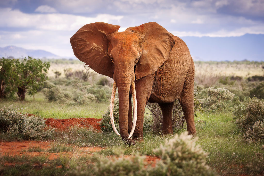 Combiné Exploreans Malaika Villas & Beach Club & Safari 3 nuits dans le parc national de Tsavo, Séjour Kenya par Ôvoyages Combiné Exploreans Malaika Villas & Beach Club & Safari 3 nuits dans le parc national de Tsavo, Séjour Kenya par Ôvoyages