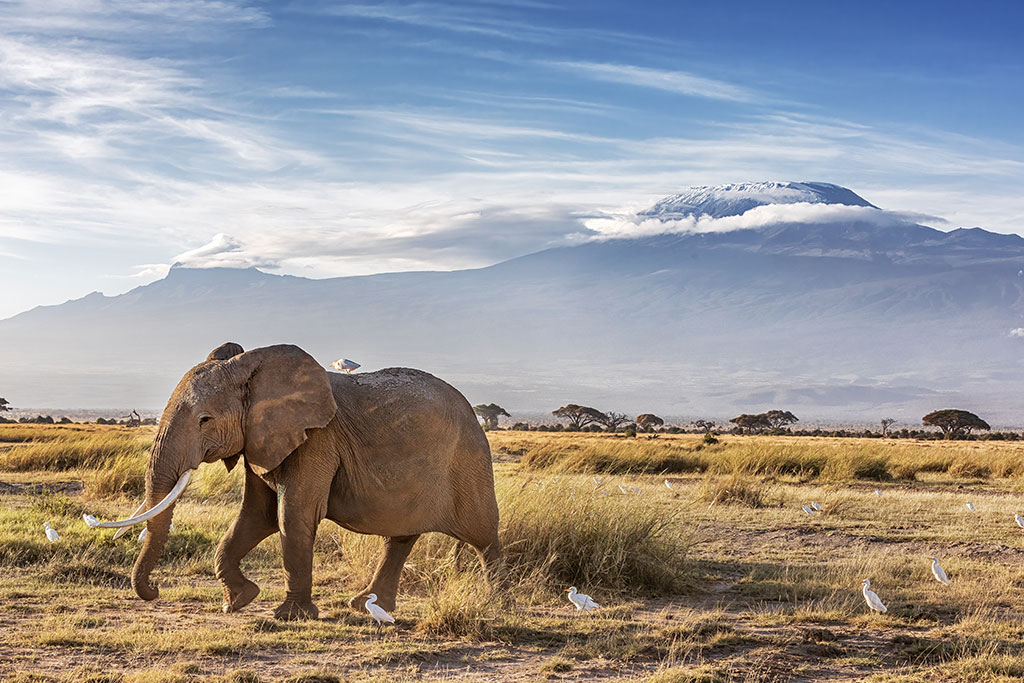 Combiné Exploreans Malaika Villas & Beach Club & Safari 3 nuits dans le parc national de Tsavo, Séjour Kenya par Ôvoyages Combiné Exploreans Malaika Villas & Beach Club & Safari 3 nuits dans le parc national de Tsavo, Séjour Kenya par Ôvoyages