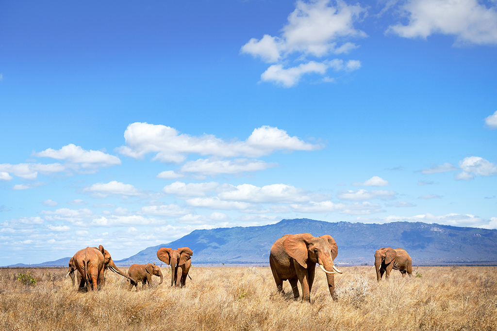 Ôclub Experience Sun Palm Beach Hotel & Resort 4* + Safari 2 nuits, Combiné Kenya par Ôvoyages