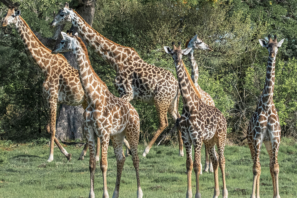 Combiné Diamonds Mapenzi + safari 2 nuits, Combiné Tanzanie par Ôvoyages