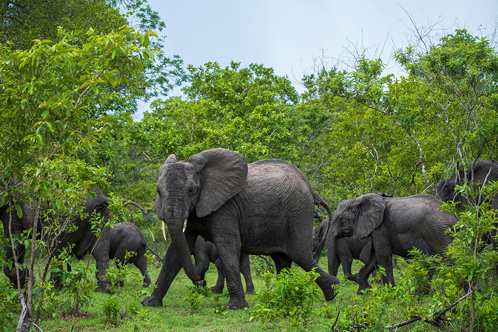 Combiné Smart Club Malika Nungwi 4* + Safari 1 nuit dans la réserve de Selous, Combiné Tanzanie par Ôvoyages