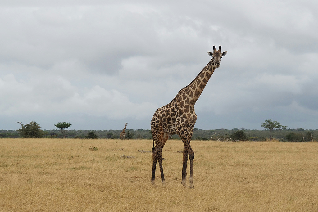 Combiné Smart Club Malika Nungwi 4* + Safari 1 nuit dans la réserve de Selous, Combiné Tanzanie par Ôvoyages