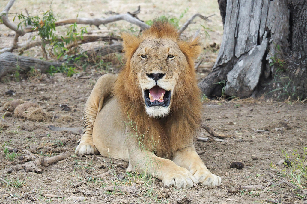 Combiné Smart Club Malika Nungwi 4* + Safari 1 nuit dans la réserve de Selous, Combiné Tanzanie par Ôvoyages