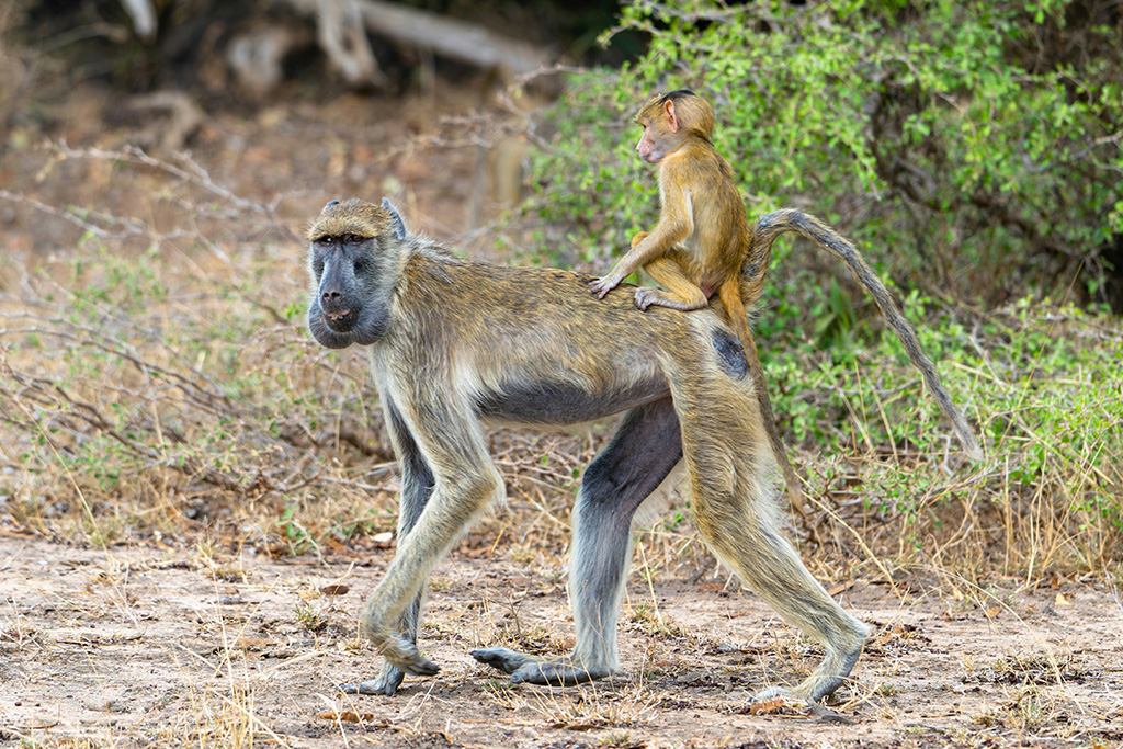 Combiné Smart Club Malika Nungwi 4* + Safari 1 nuit dans la réserve de Selous, Combiné Tanzanie par Ôvoyages