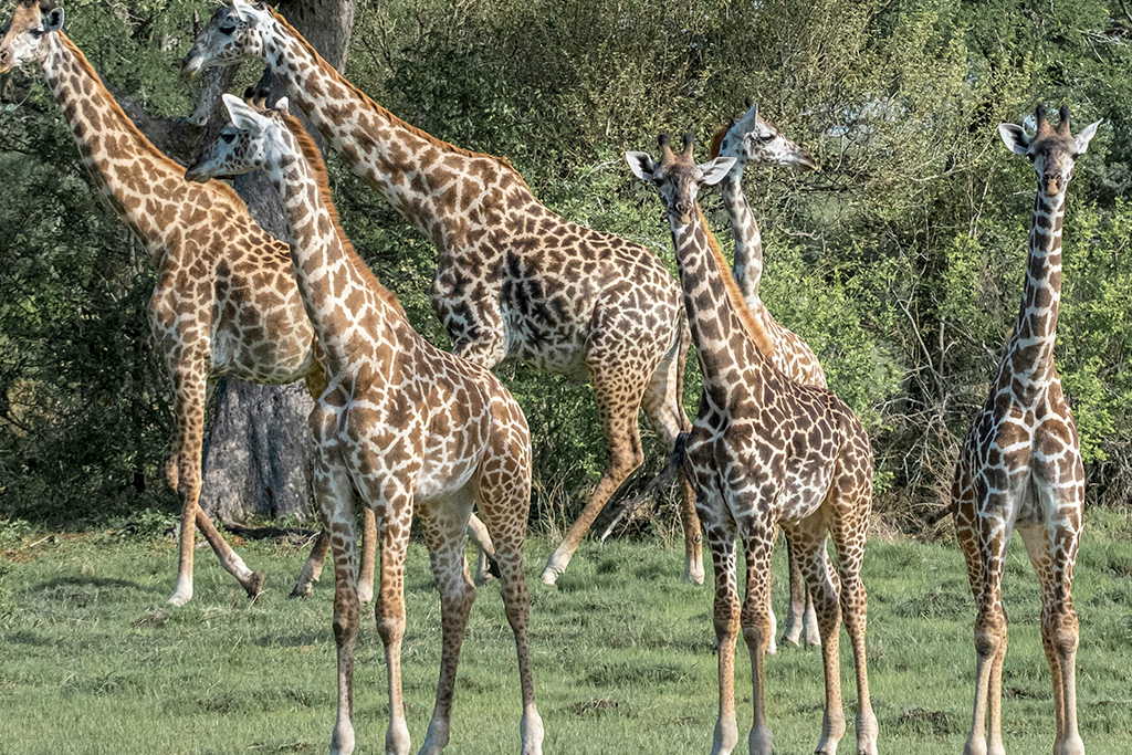 Combiné Smart Club Malika Nungwi 4* + Safari 1 nuit dans la réserve de Selous, Combiné Tanzanie par Ôvoyages