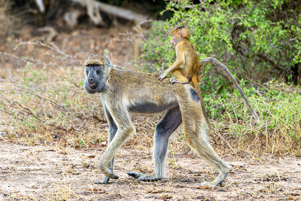 Combiné Royal Zanzibar Beach Resort 5* + Safari 2 nuits dans la réserve de Selous, Combiné Tanzanie par Ôvoyages