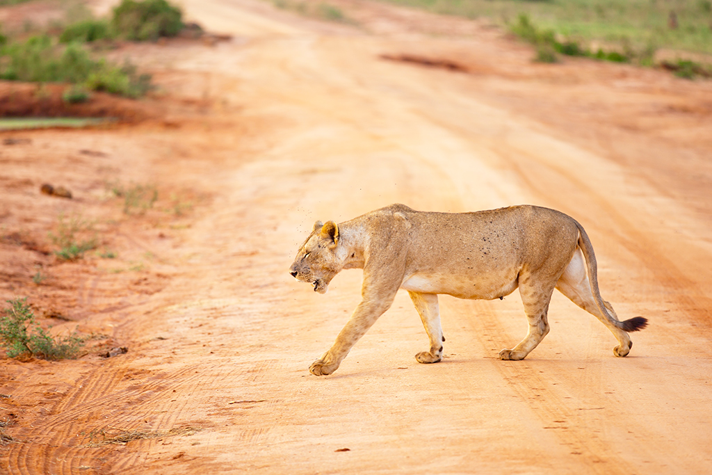 Circuit entre savane et Océan Indien : Amboseli, Tsavo et Malindi en 7 nuits, Séjour Kenya par Ôvoyages