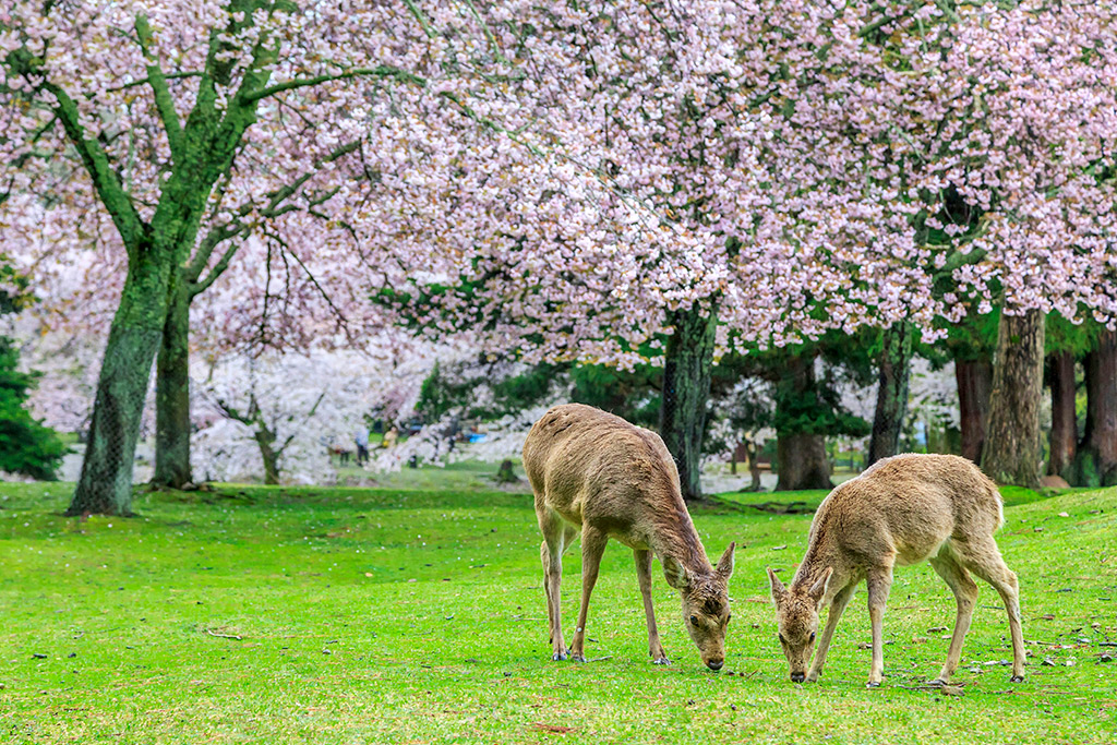 Ôcircuit Essentiel - Premiers regards sur le Japon, Séjour Japon par Ôvoyages