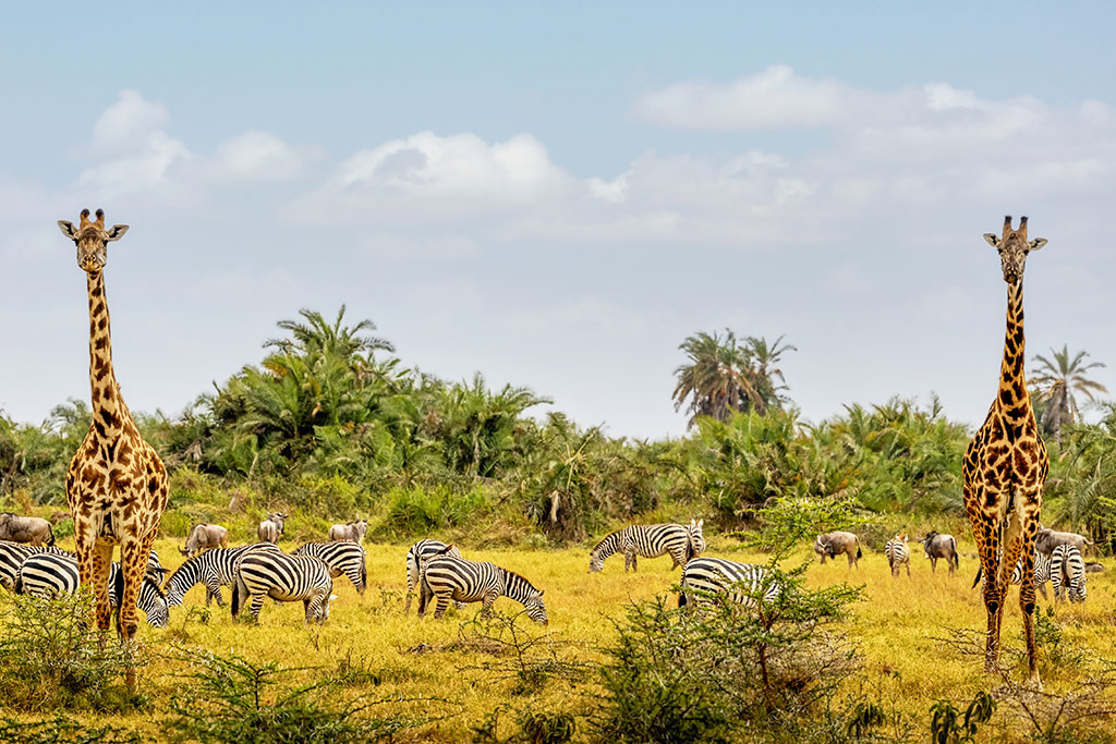 Circuit Découverte du Kenya, de la Savane à l'Océan Indien en 7 nuits, Circuit Kenya par Ôvoyages