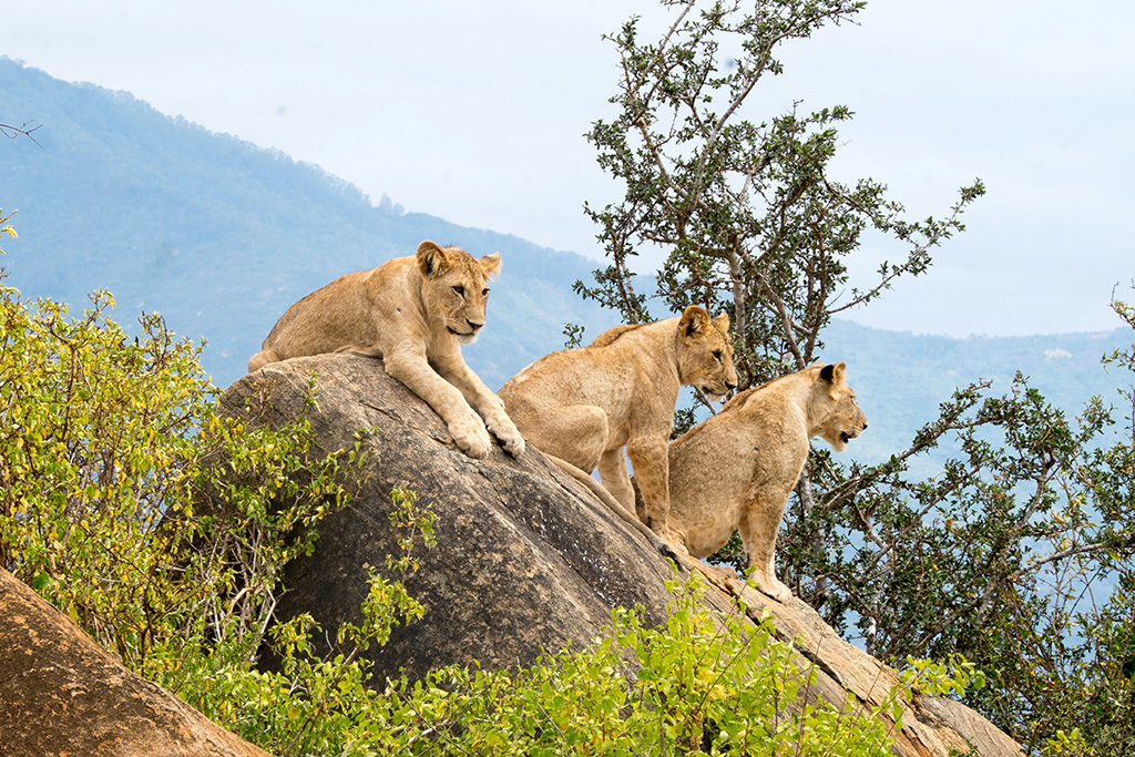 Ôcombiné - Lion In The Sun Boutique & Spa 4* & Safari 3 nuits, Séjour Kenya par Ôvoyages