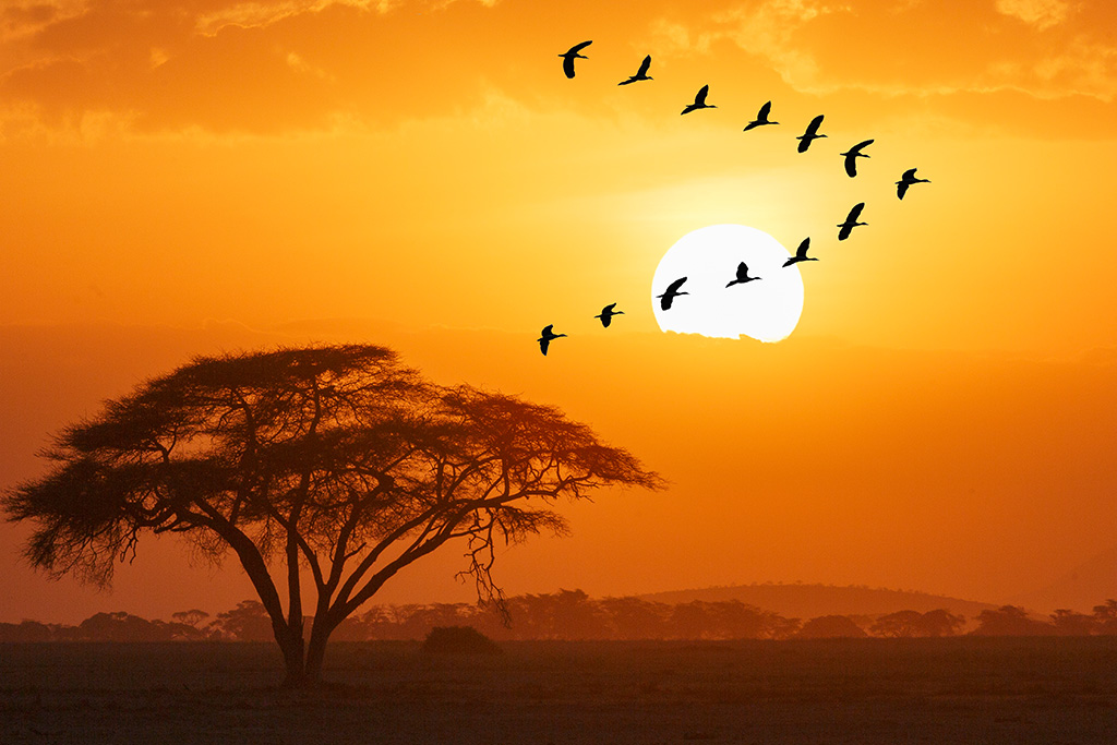 Ôcombiné - Lion In The Sun Boutique & Spa 4* & Safari 3 nuits, Séjour Kenya par Ôvoyages