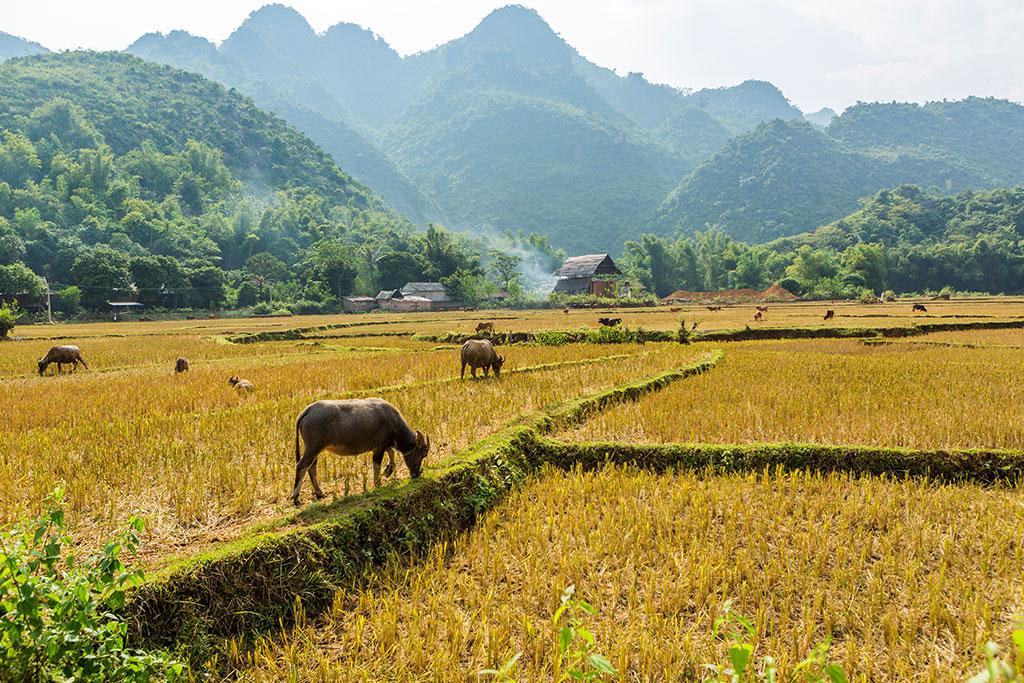 VIETNAM | 22j/19n - Circuit 