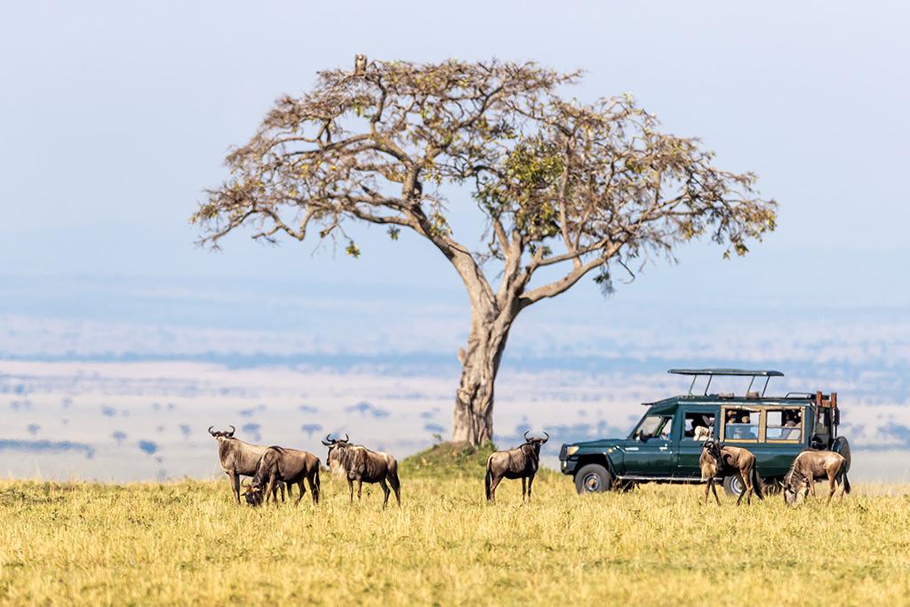 Safari Inoubliable au Kenya : Masai Mara, Naivasha et Amboseli 4*