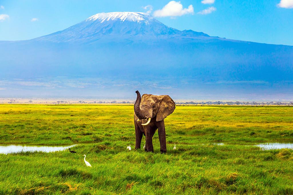 Safari Kenya : Tsavo, Lac Naivasha et Amboseli 3*