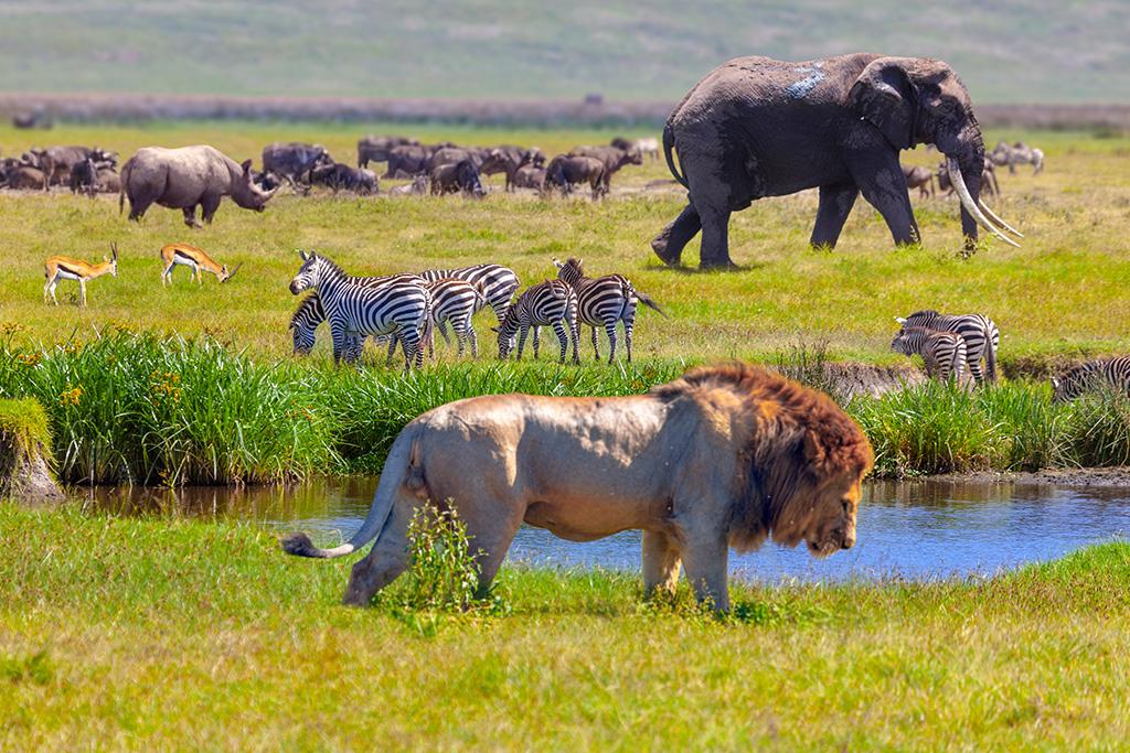 Circuit : Kilimandjaro, Ngorongoro, Lac Manyara, Serengeti 8 jours / 6 nuits