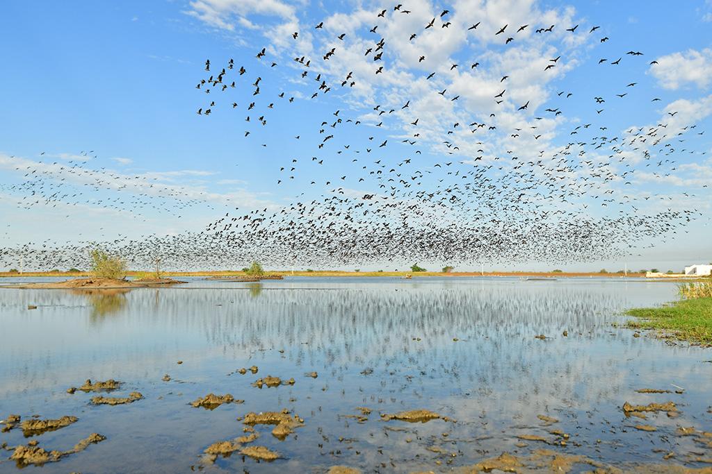 SÉNÉGAL | 12j/10n - Circuit 