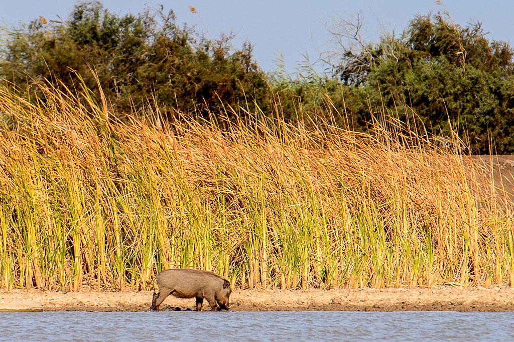 Combiné Circuit Balade Sénégalaise 3* & Ôclub Experience African Village Bougainvillées 3*, Circuit Sénégal par Ôvoyages Combiné Circuit Balade Sénégalaise 3* & Ôclub Experience African Village Bougainvillées 3*, Circuit Sénégal par Ôvoyages