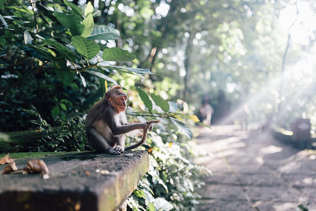 Combiné Pertiwi Resort 3* Ubud & Respati Beach 3* Sanur