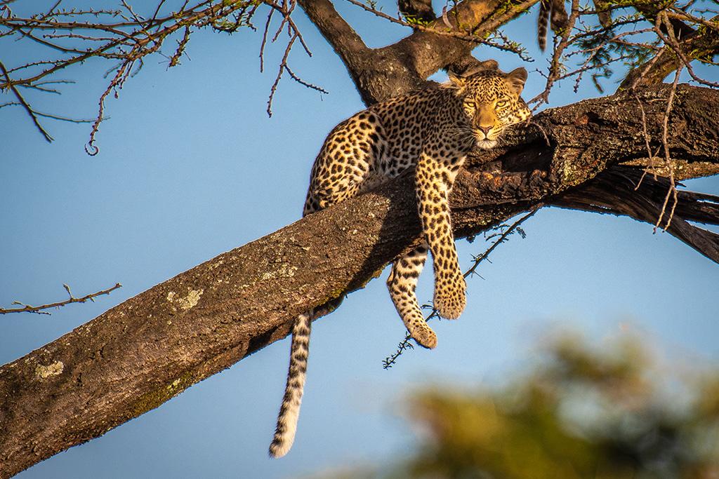 Combiné Safari inoubliable au Kenya : Masai Mara, Naivasha & Amboseli & Ôclub Experience Papillon Lagoon Reef 4*, Combiné Kenya par Ôvoyages