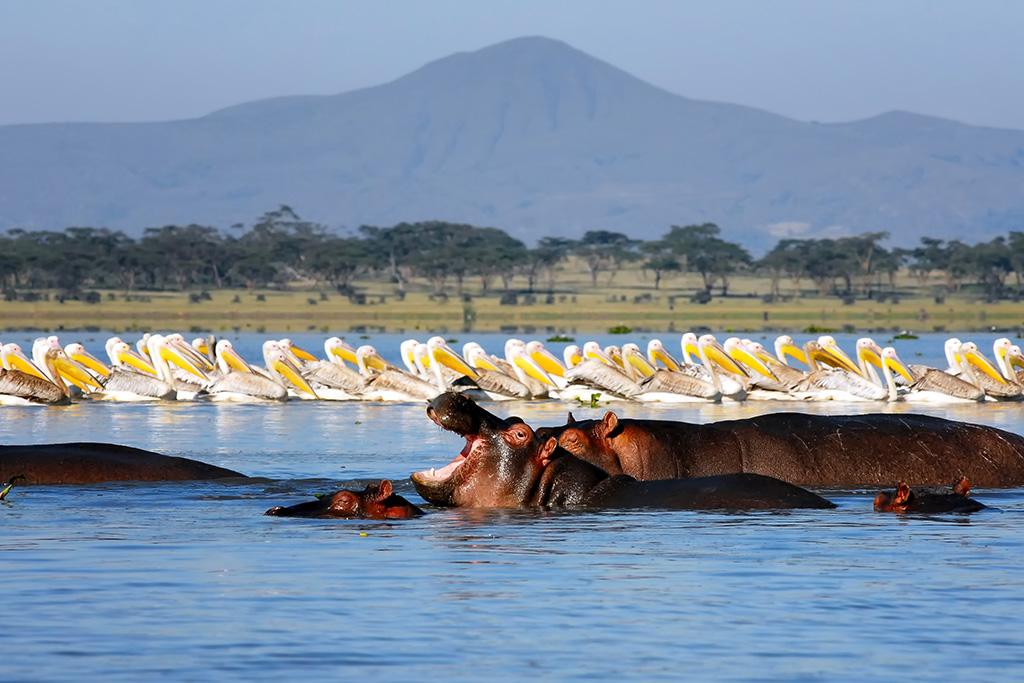 Combiné Safari inoubliable au Kenya : Masai Mara, Naivasha & Amboseli & Ôclub Experience Papillon Lagoon Reef 4*, Combiné Kenya par Ôvoyages