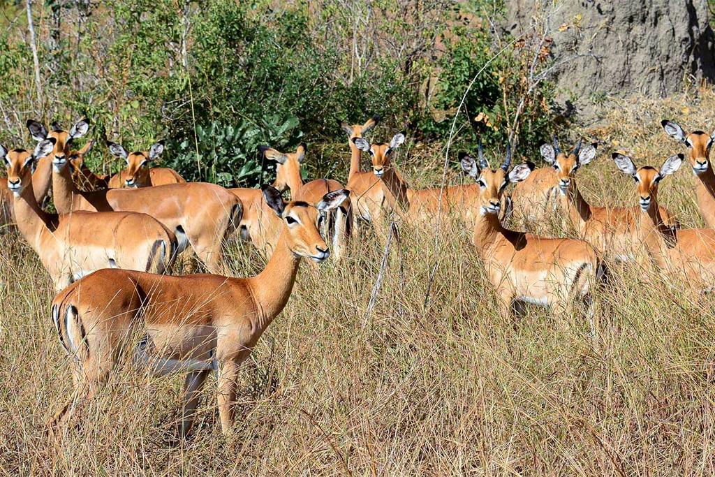Hôtel Palumbo Waves Resort 4* + Safari 1 nuit en avion, Combiné Tanzanie, Zanzibar par Ôvoyages Hôtel Palumbo Waves Resort 4* + Safari 1 nuit en avion, Combiné Tanzanie, Zanzibar par Ôvoyages