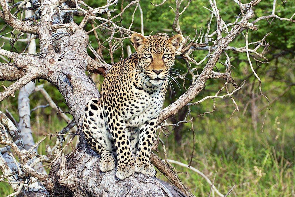 Hôtel Palumbo Waves Resort 4* + Safari 1 nuit en avion, Combiné Tanzanie, Zanzibar par Ôvoyages Hôtel Palumbo Waves Resort 4* + Safari 1 nuit en avion, Combiné Tanzanie, Zanzibar par Ôvoyages