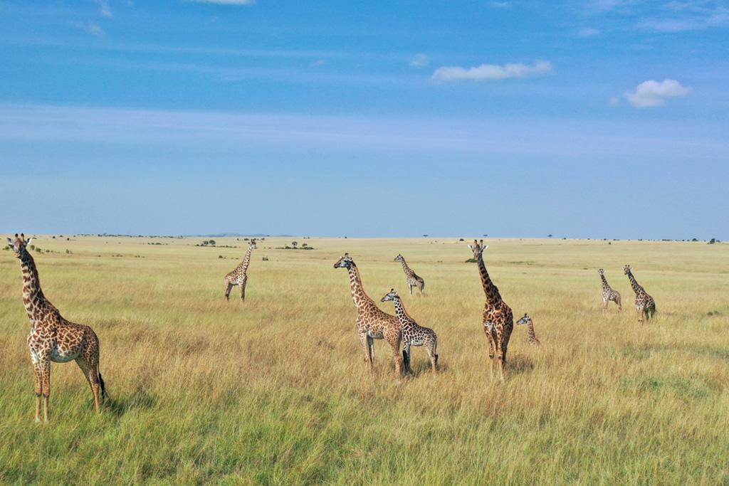 Combiné Safari Kenya : Tsavo, Naivasha, Lac Naivasha et Amboseli & Leopard Beach Resort 5*, Combiné Kenya par Ôvoyages