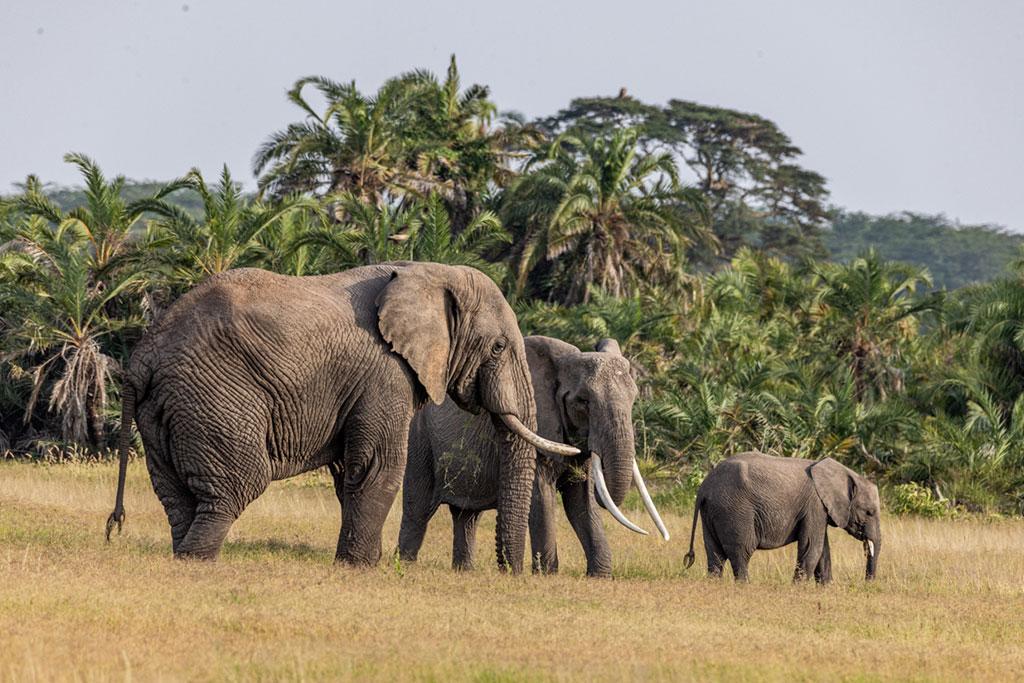 Combiné Safari Kenya : Tsavo, Naivasha, Lac Naivasha et Amboseli & Leopard Beach Resort 5*, Combiné Kenya par Ôvoyages