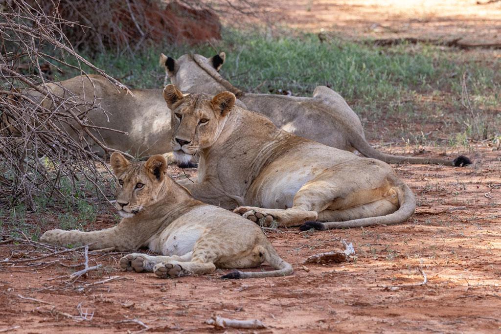 Combiné Safari Kenya : Tsavo, Naivasha, Lac Naivasha et Amboseli & Leopard Beach Resort 5*, Combiné Kenya par Ôvoyages