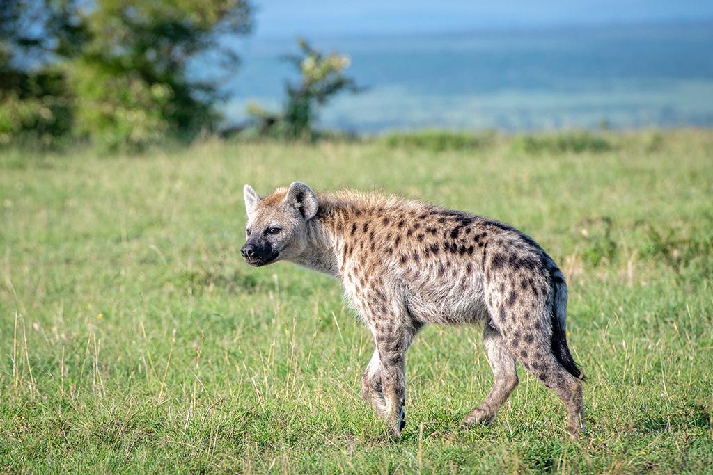 Combiné Safari Kenya de la vallée du Grand Rift à Masai Mara & Leopard Beach Resort 5*, Combiné Kenya par Ôvoyages