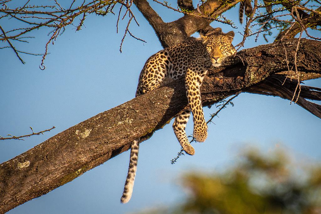 Combiné Safari Kenya de la vallée du Grand Rift à Masai Mara & Leopard Beach Resort 5*, Combiné Kenya par Ôvoyages