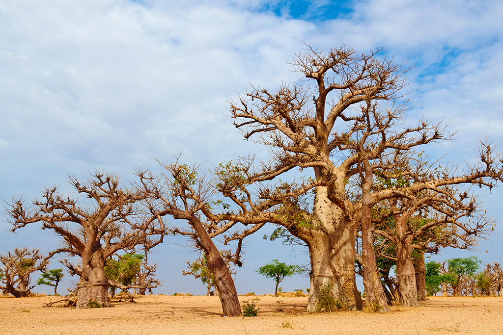 Combiné Circuit Découverte de la Mangrove 3* & Ôclub Experience African Village Bougainvillées 3*, Combiné Sénégal par Ôvoyages