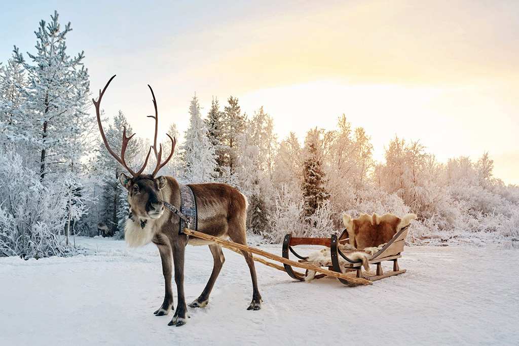 Hôtel Suomutunturi (activité immersive incluse)